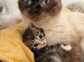 Ragdoll kittens