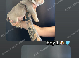 KC registered English bulldog pups