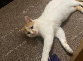 male 10 month old
