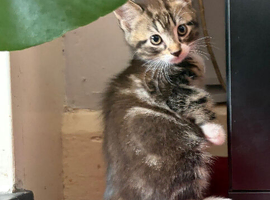 2 x kittens for sale