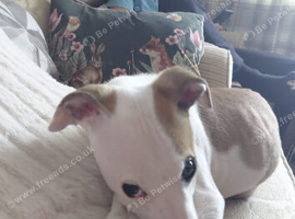 Grey hound