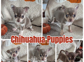 Beautiful puppy chihuahuas