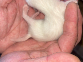 Micro ferret
