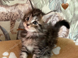 TABBY AND MACKEREL MAINE COON KITTENS