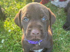 German Wirehaired Pointer cross Labrador