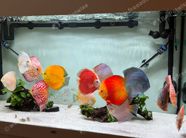 Job lot of large discus