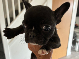 Beautiful 2 month old French bulldog puppy