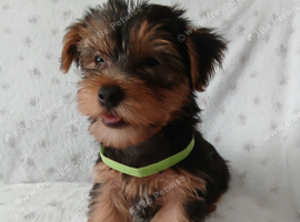 YORKSHIRE TERRIER PUPPIES BOYS READY NOW.