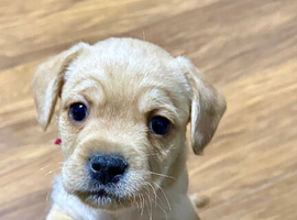 French bulldog / cockapoo  mix puppies