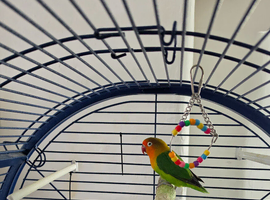 Love bird and cage FREE