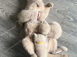 Beautiful Kittens