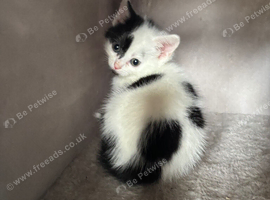 4 beautiful kittens