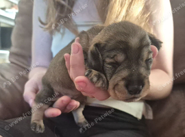 Miniature wire haired dachshund pups
