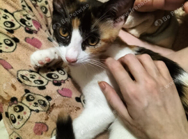 2 females in need of a home....