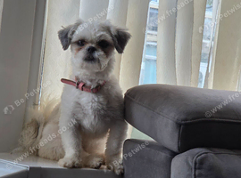 Gorgeous female shihztu