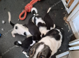 Our last Pure Border Collie boy looking for his new home.