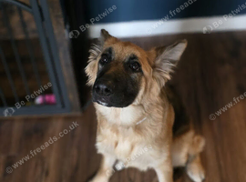 female German shepherd (read description)