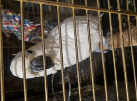 Cockatoo and cage for sale