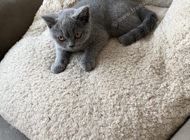Stunning Full Pedigree British Shorthair Blue Male Kitten | 12 Weeks Old | Ready Now | Outstanding Quality