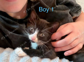 3 kittens