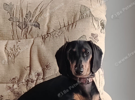 Mini dachshund