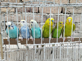 Budgies for sale