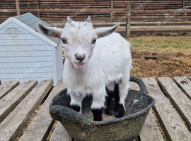 Pygmy baby billy