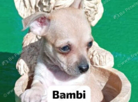 Chihuahua Bambi still. Available