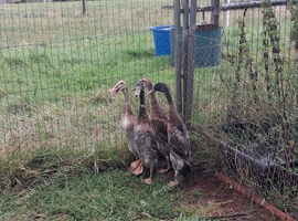 Trout runner ducks