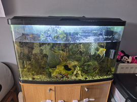 Fish tank and stand with fish