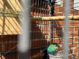 Crimson conures