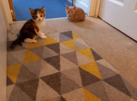 Kittens
