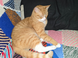 Domestic Shorthair Ginger Male Cat