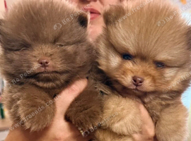 Exceptional Teddy Bear Girl Rare Colours
