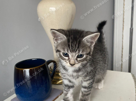 2 Female & 2 Male Tabby Kittens (6-7 Weeks Old) Looking for a Home in Medway