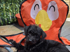 9 week old jackapoo