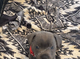 Blue Staffy pups 3 boys left 5 weeks old