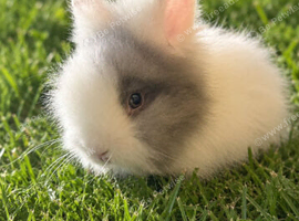 Double Mane Choc & White Lionhead Doe