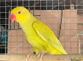 Yellow ringnecks