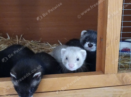 Ferret kits available