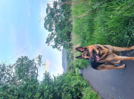 Male German shepherd for sale