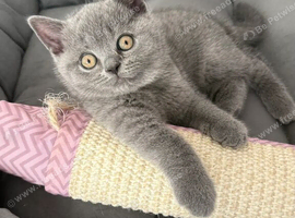 Gorgeous GCCF Bristish Shorthair Blue Kittens