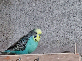 turquoise and blue male