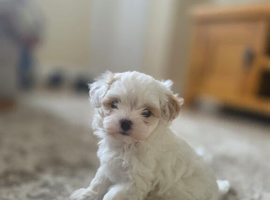 Korean Toy maltipoo puppies from Dna tested mum