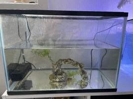 6 baby guppies and tank