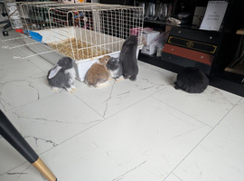 5 French lop