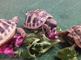 Hermann Tortoise micro chipped, supplied with a CITES Article 10