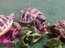 Baby Hermann's Tortoises for Sale (SPECIAL OFFER FOR THIS WEEK ONLY)