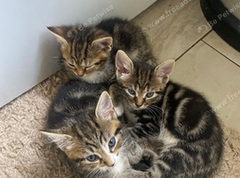 Kittens