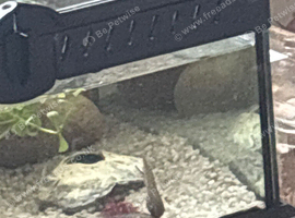 Hey I have some beautiful red eye tree frogs for sale